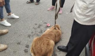 香肠派对ss7会更新哪些身份卡 香肠派对身份卡军师