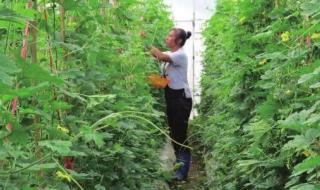 君子菜指的是什么菜