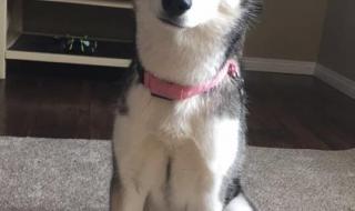 2023英国圣诞节放几天 圣诞节还有几天