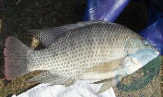 鱼苗的价格 鱼苗的价格